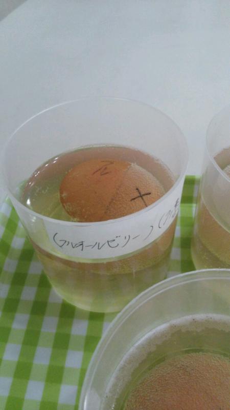 卵で実験!フッ素の効果は?